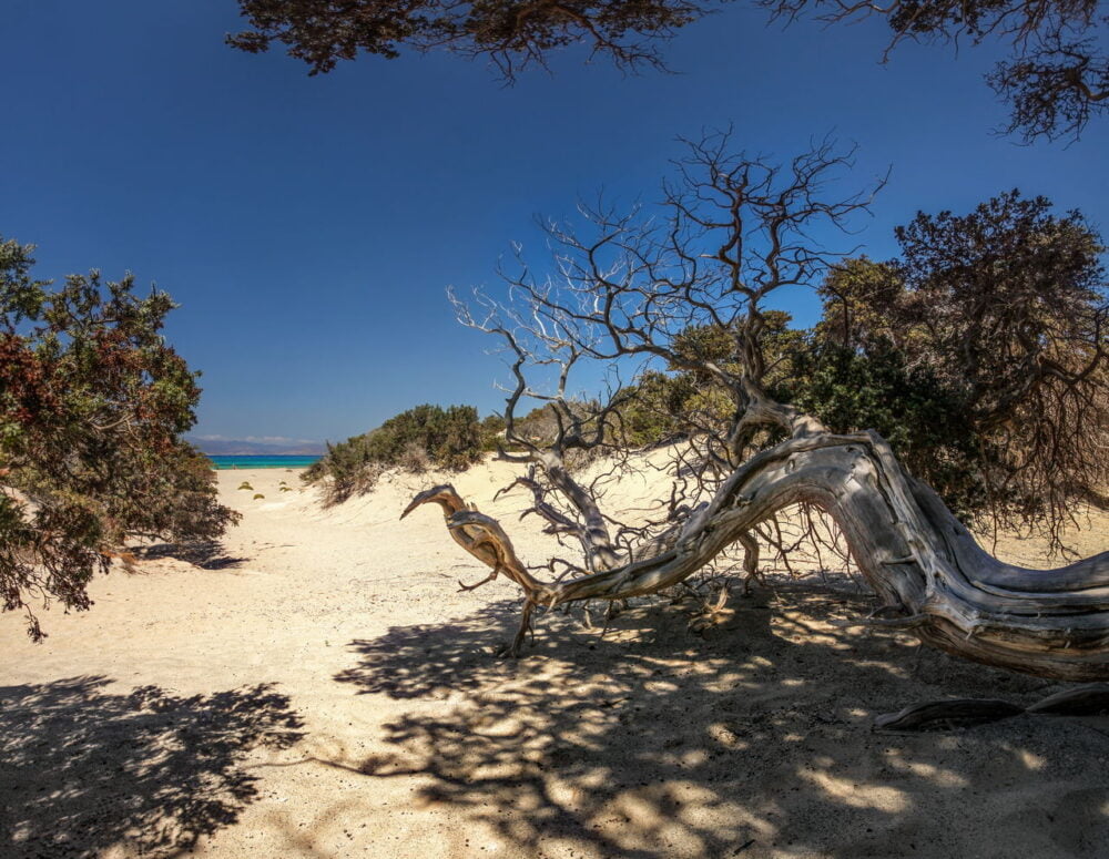 cedar trees on chrissi island in crete