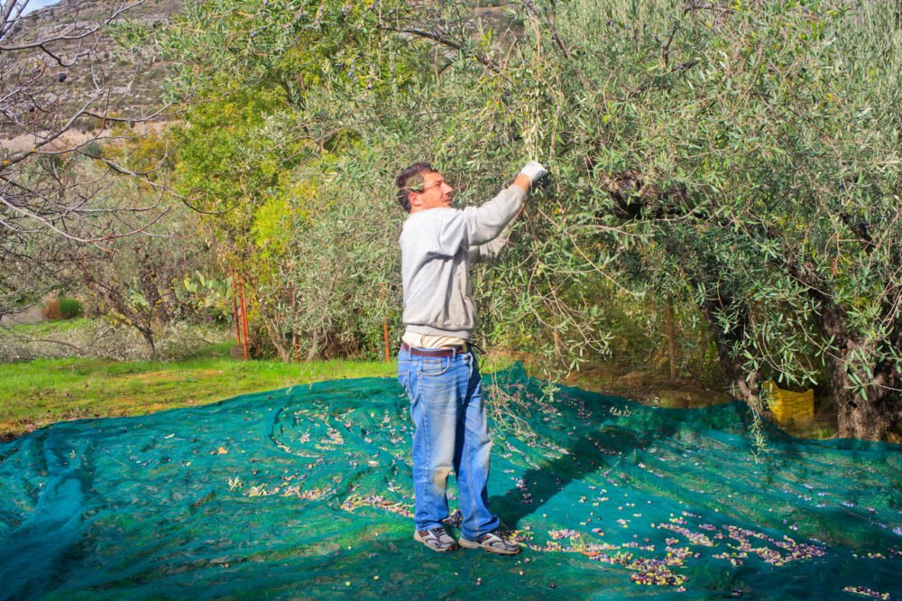 farmer in crete picking olives