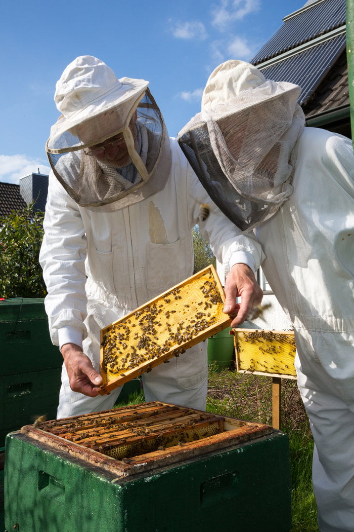 beekeepers check a bee hive