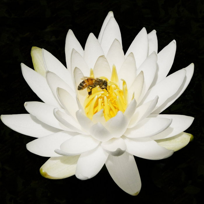 honey bee collecting nectar from flower