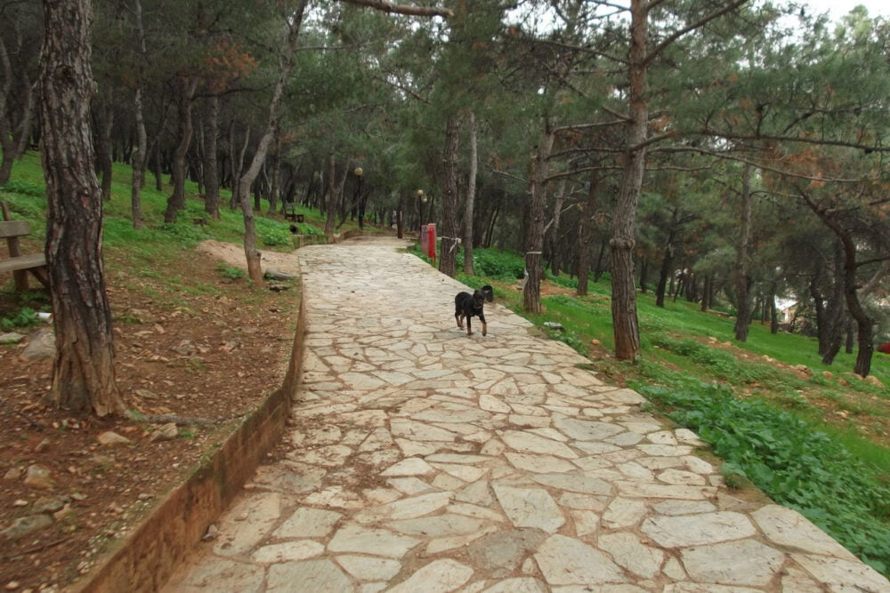 dog in the park of ymittos