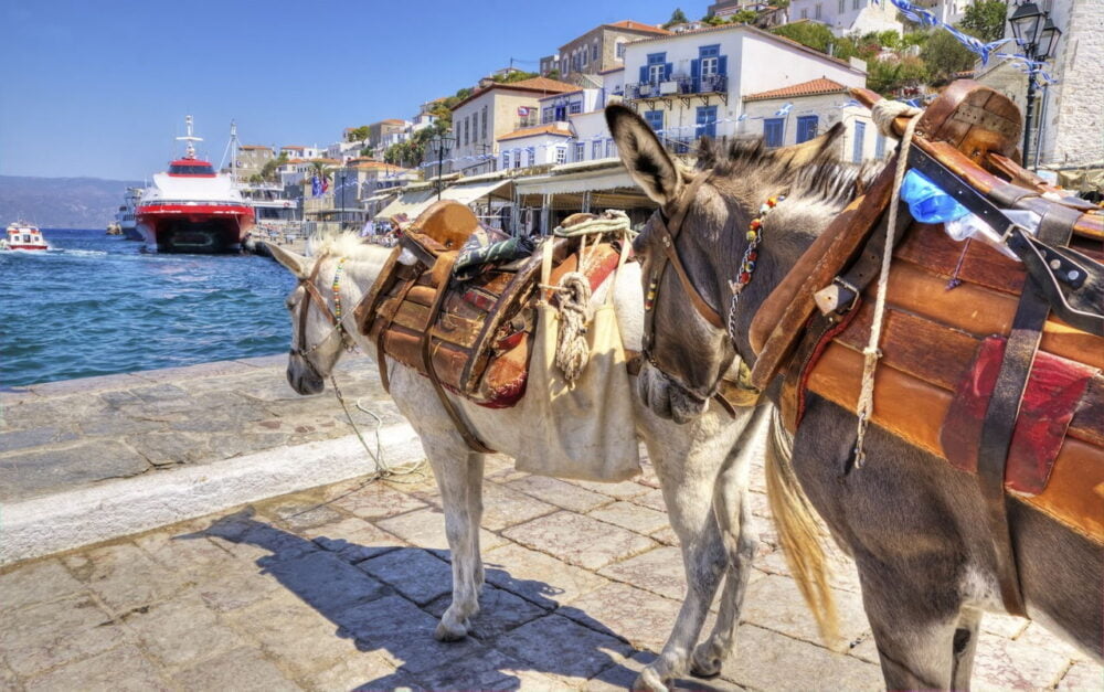 hydra, donkeys waiting for tourists