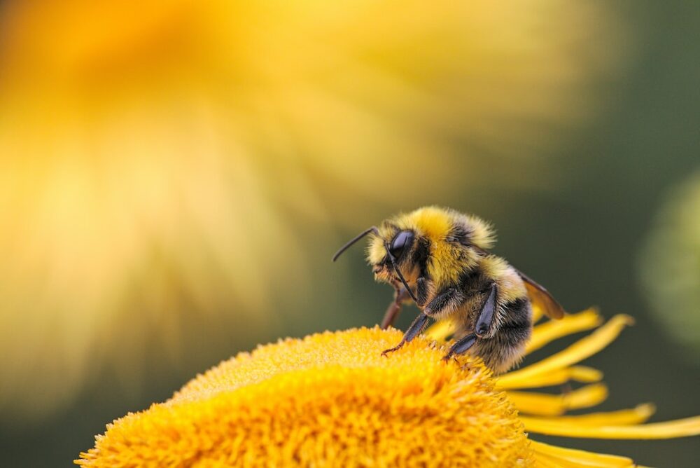 honey bee on a flower